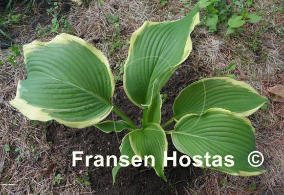 Hosta Zippity Do Dah